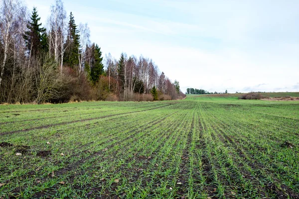 genç bitkiler ile sonbahar kırsal alanları