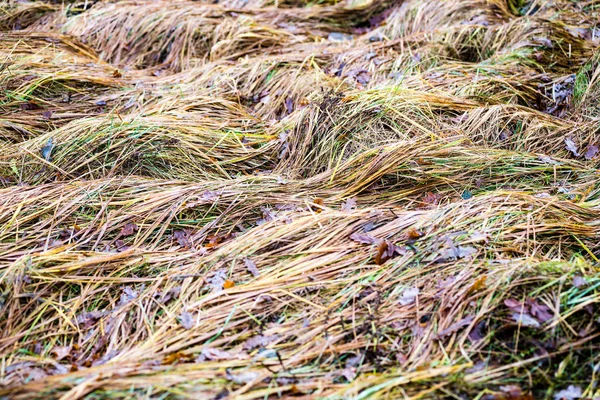 Countryside fields in autumn — Stock Photo, Image