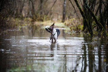 şüpheli köpek suya oynuyor