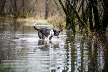 şüpheli köpek suya oynuyor