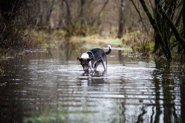 şüpheli köpek suya oynuyor