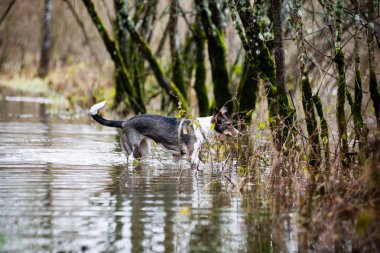 şüpheli köpek suya oynuyor