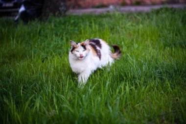 şüpheli kedi oynuyor