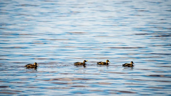 Verdachte eenden speelt in het water — Stockfoto