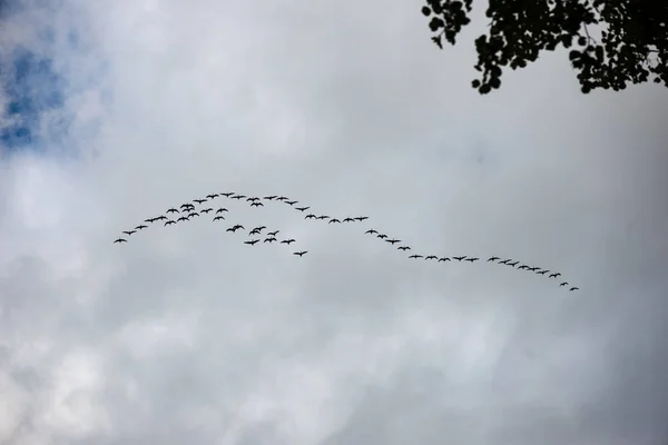Πουλιά που πετούν σε σχηματισμό — Φωτογραφία Αρχείου