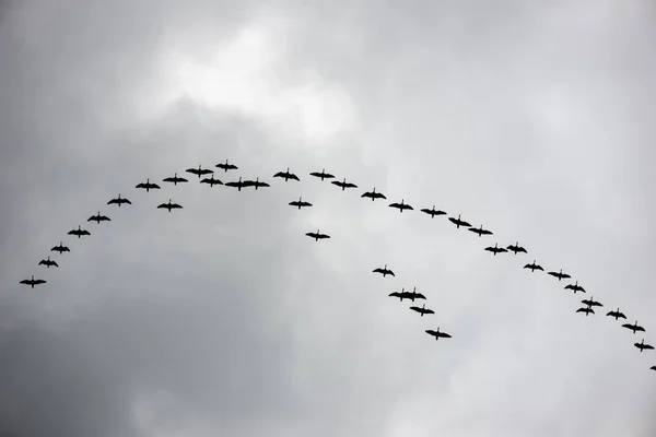 Birds flying in formation — Stock Photo, Image