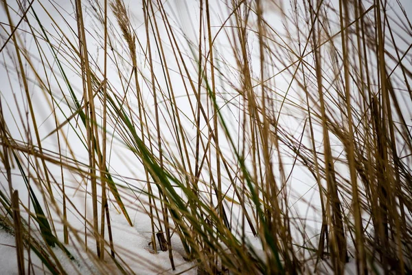 Paar struisgras op de blauwe hemelachtergrond — Stockfoto