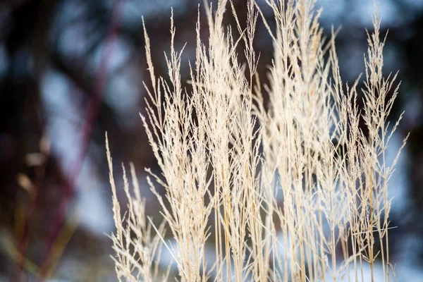 Paar struisgras op de blauwe hemelachtergrond — Stockfoto