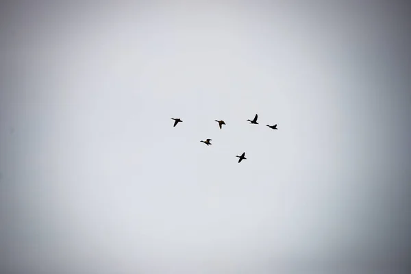 Uccelli volanti in formazione — Foto Stock