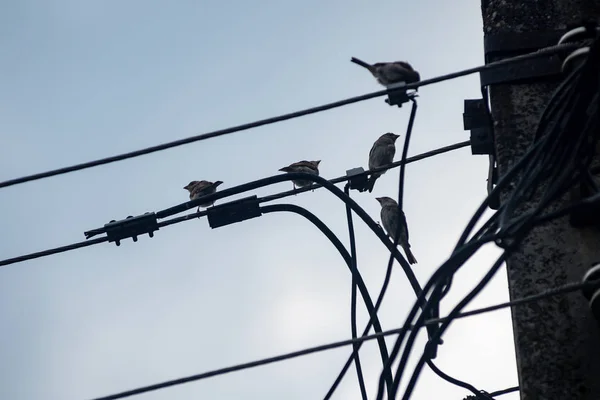 Suspicious bird singing — Stock Photo, Image