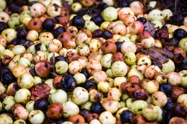 şımarık elma, yakın çekim