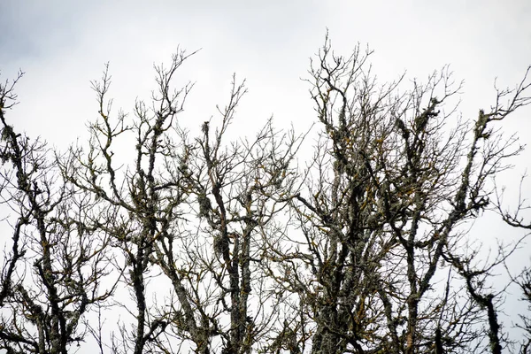 Ramas de árbol al azar — Foto de Stock