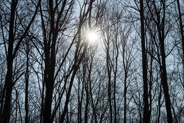 ランダムな木の枝 — ストック写真