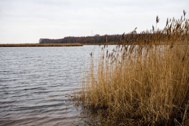küçük bir göl kıyısında kahverengi reed 