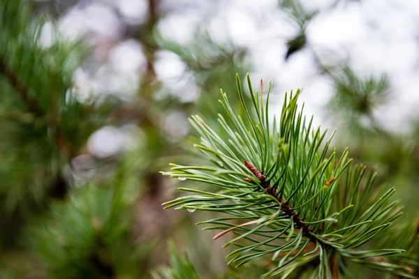 Festlig julgran på grön bakgrund — Stockfoto