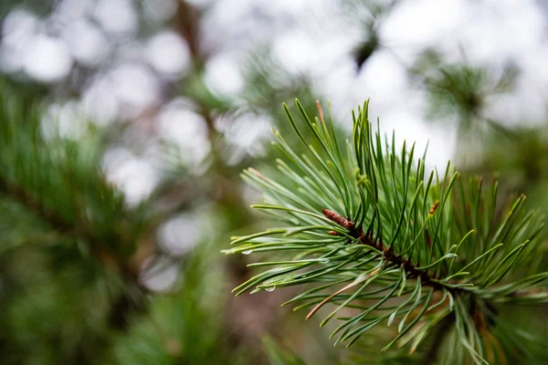 Árbol de Navidad festivo sobre fondo verde — Foto de Stock