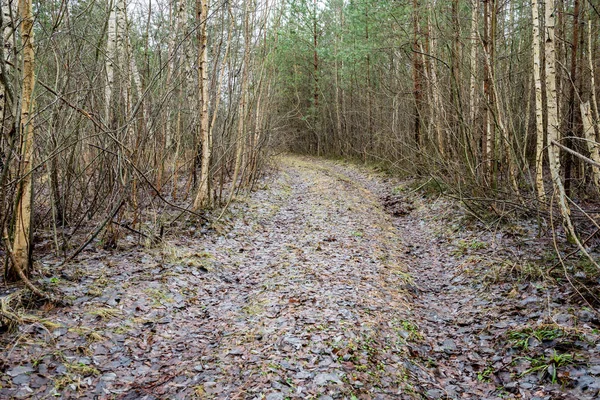 Деревенская дорога в лесу — стоковое фото