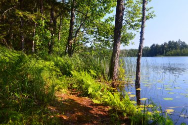yosun ve sonbahar renkleri ile yeşil ormandaki ağaçlar