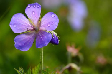 güzel odak ihale çiçekler ile arka plan bulanıklık