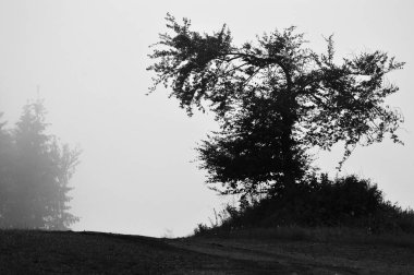 yosun ve sonbahar renkleri ile yeşil ormandaki ağaçlar