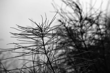 yosun ve sonbahar renkleri ile yeşil ormandaki ağaçlar