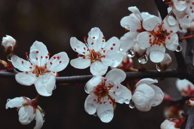 güzel odak ihale çiçekler ile arka plan bulanıklık