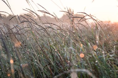çiğ damlaları ile güzel spiderweb