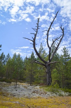 moss ile eski Orman ağaçları ve güneş ışınlarının kaplı