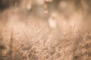 çiğ damlaları ile güzel spiderweb