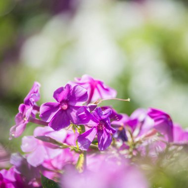 güzel odak ihale çiçekler ile arka plan bulanıklık