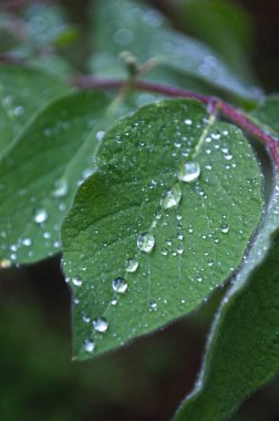 güzel odak ihale çiçekler ile arka plan bulanıklık