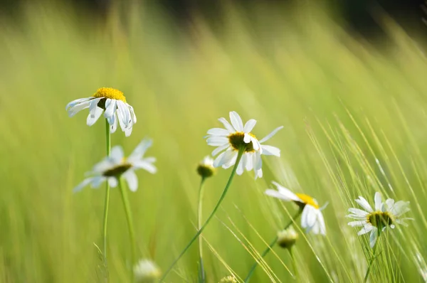 Zonnige weide met bloemen en groen gras — Stockfoto