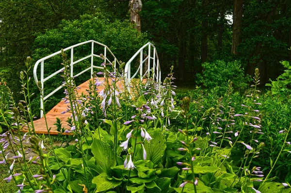 Prado soleado con flores y hierba verde — Foto de Stock