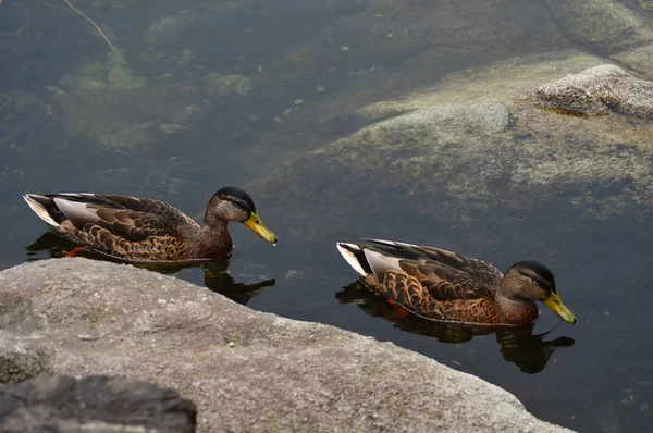 Bandada de patos — Foto de Stock