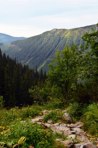 Vue campagne colorée dans les carpates — Photo