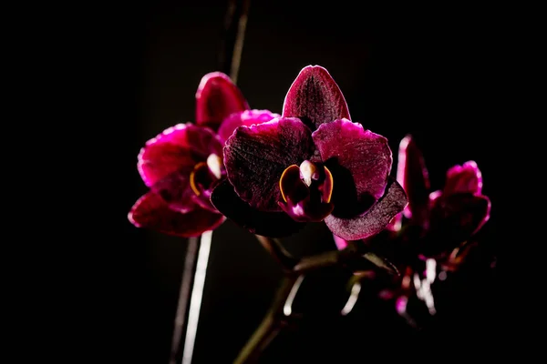 Beautiful defocus blur background with tender flowers — Stock Photo, Image