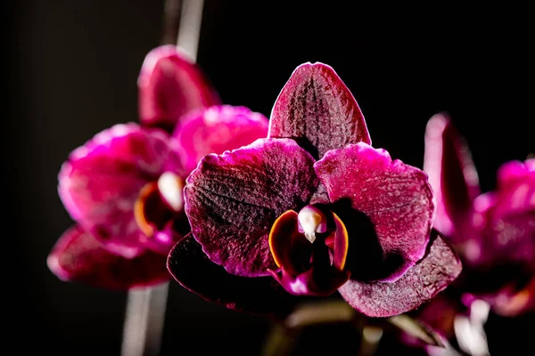 Beautiful defocus blur background with tender flowers — Stock Photo, Image