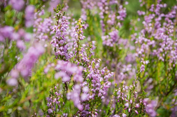 Prado soleado con flores y hierba verde — Foto de Stock