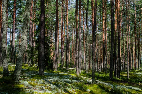 Fák-zöld erdőben moss és őszi színek — Stock Fotó