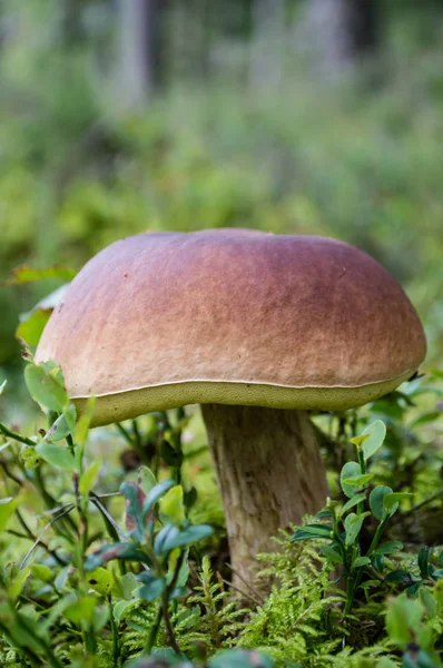 Champignons sur fond vert — Photo