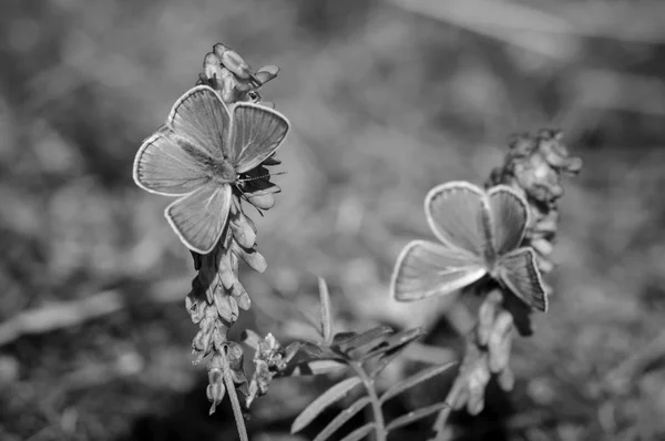 꽃과 나비와 함께 햇볕이 잘 드는 풀밭 — 스톡 사진