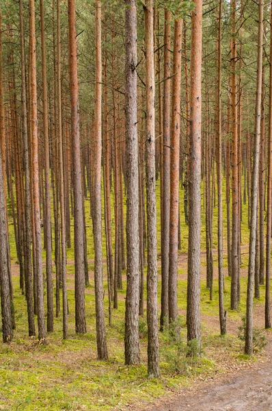 Trees in green forest with moss and autumn colors — Stock Photo, Image