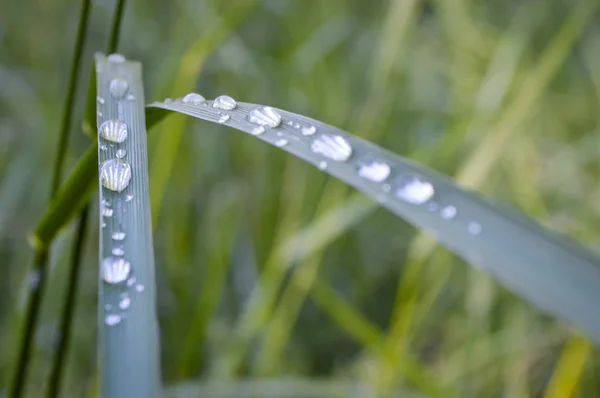 Prato soleggiato con fiori ed erba verde — Foto Stock