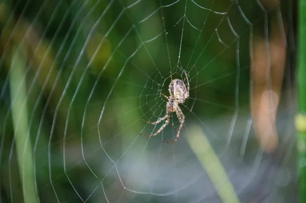 Beautiful spiderweb with dew drops — Stock Photo, Image