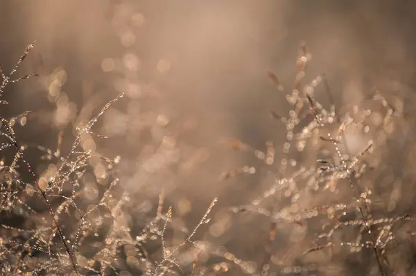 Krásné pavučiny s kapkami Rosy — Stock fotografie