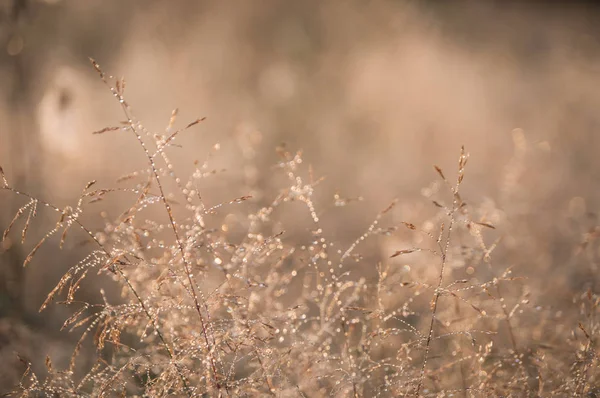 Krásné pavučiny s kapkami Rosy — Stock fotografie