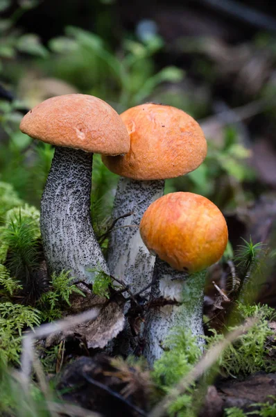 Champignons sur fond vert — Photo