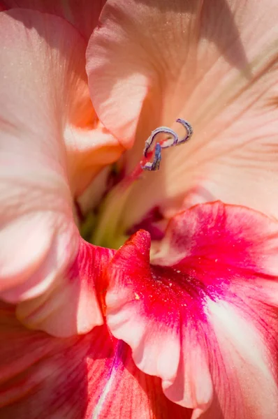 Beautiful defocus blur background with tender flowers — Stock Photo, Image