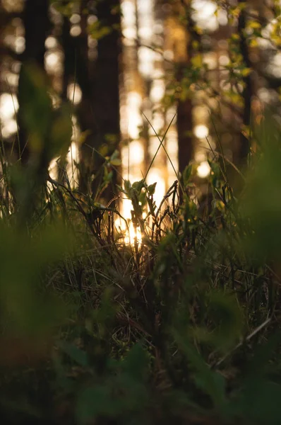 Vieille forêt avec des arbres couverts de mousse et des rayons de soleil — Photo