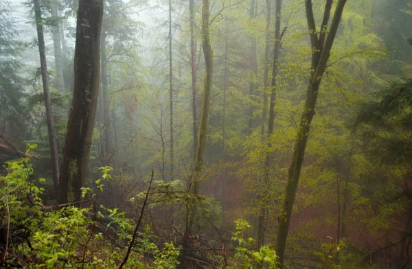 Старый лес с мхом, покрытыми деревьями и лучами солнца — стоковое фото